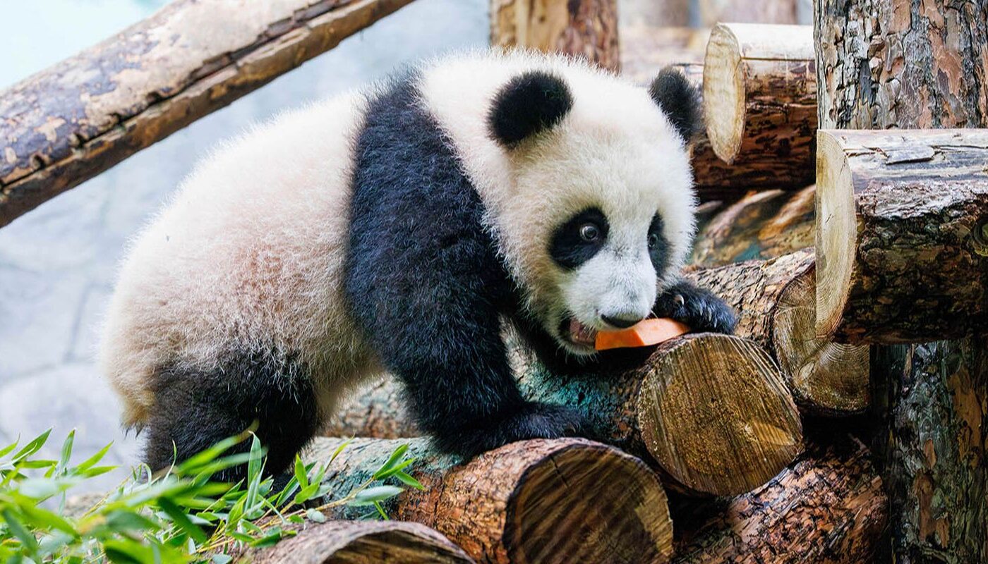 В гости к Катюше: посмотреть на панду заходят почти все посетители зоопарка